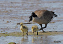 Branta canadensis